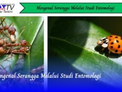 Mengenal Serangga Melalui Studi Entomologi