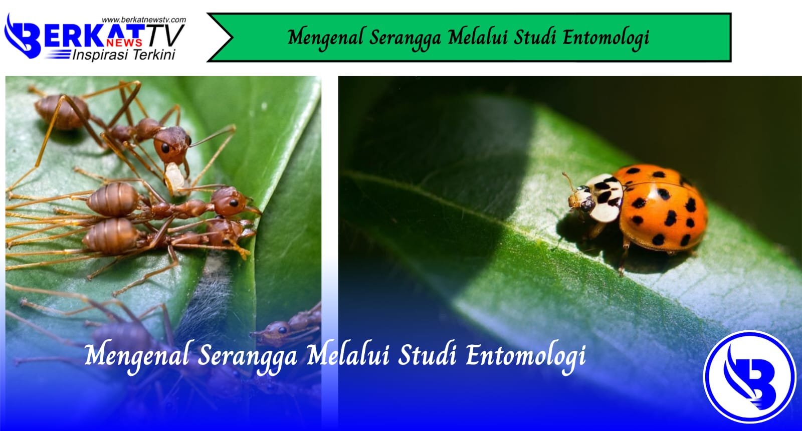 Mengenal Serangga Melalui Studi Entomologi