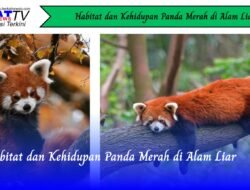 Habitat dan Kehidupan Panda Merah di Alam Liar