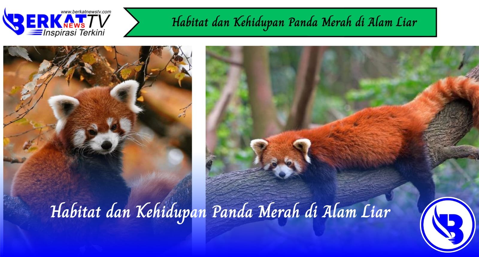 Habitat dan Kehidupan Panda Merah di Alam Liar