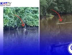 Masyarakat Desa Sungai Besar Diteror Buaya