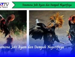 Fenomena Joki Ayam dan Dampak Negatifnya
