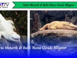 Fakta Menarik di Balik Nama Claude Alligator