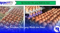 Tips Penarikan Telur yang Mudah dan Aman