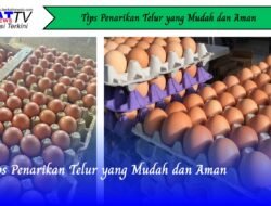 Tips Penarikan Telur yang Mudah dan Aman