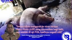 Babi di Sanggau Mati Mendadak Diserang Virus Misterius