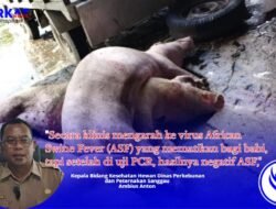 Babi di Sanggau Mati Mendadak Diserang Virus Misterius