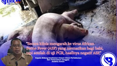 Babi di Sanggau Mati Mendadak Diserang Virus Misterius
