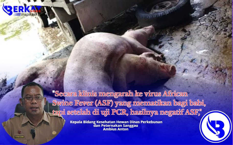 Babi di Sanggau Mati Mendadak Diserang Virus Misterius