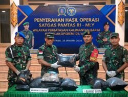 Satgas Pamtas Gagalkan Penyelundupan 12,290 Kg Ganja di Sambas