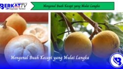 Mengenal Buah Kecapi yang Mulai Langka