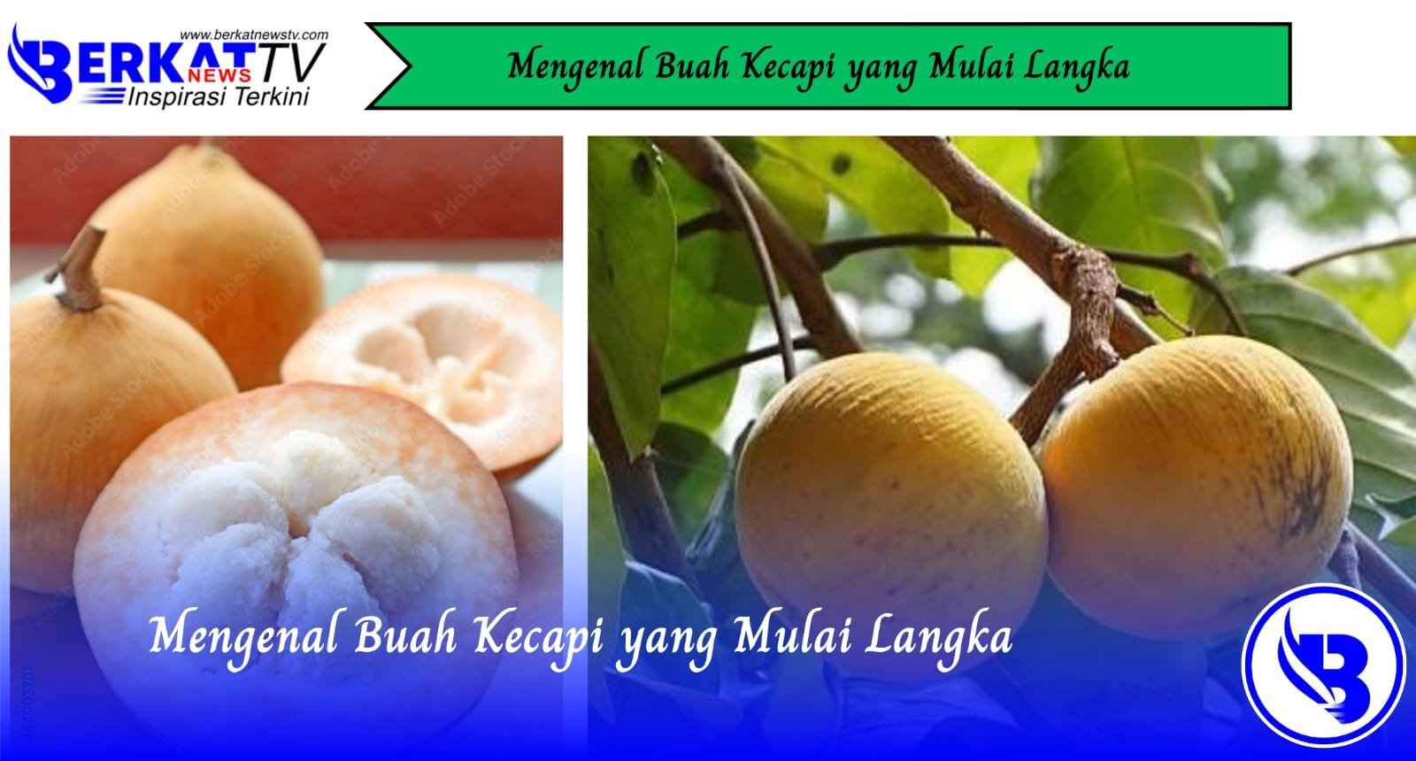 Mengenal Buah Kecapi yang Mulai Langka