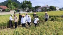 Indonesia Capai Swasembada Pangan, Kalbar Siapkan 1.700 Hektar Lahan Pertanian