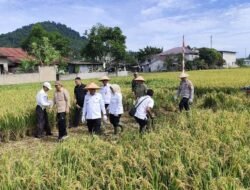 Indonesia Capai Swasembada Pangan, Kalbar Siapkan 1.700 Hektar Lahan Pertanian