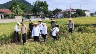 Indonesia Capai Swasembada Pangan, Kalbar Siapkan 1.700 Hektar Lahan Pertanian