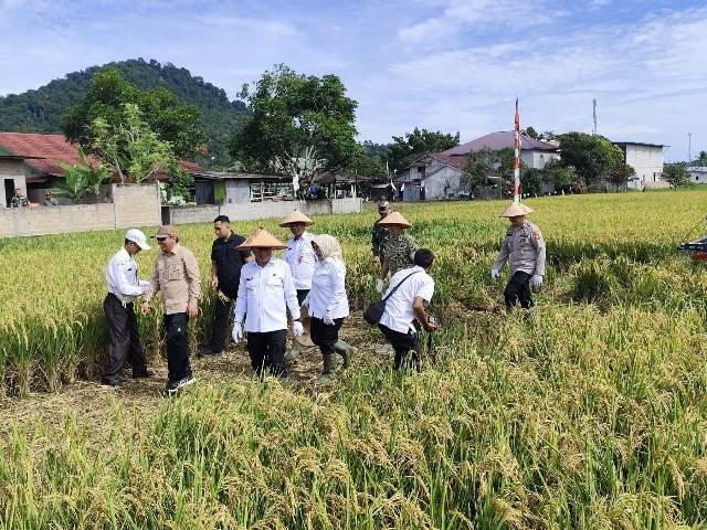 Indonesia Capai Swasembada Pangan, Kalbar Siapkan 1.700 Hektar Lahan Pertanian