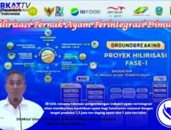 Hilirisasi Ternak Ayam Terintegrasi Targetkan Produksi 1 Juta Ton. Serapan Tenaga Kerja 1,46 Juta