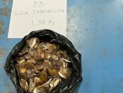 Pedagang Sisik Trenggiling Dari Jatim Ditangkap di Sintang. Terancam 15 Tahun Penjara dan Denda Rp30 Miliar