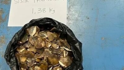 Pedagang Sisik Trenggiling Dari Jatim Ditangkap di Sintang. Terancam 15 Tahun Penjara dan Denda Rp30 Miliar