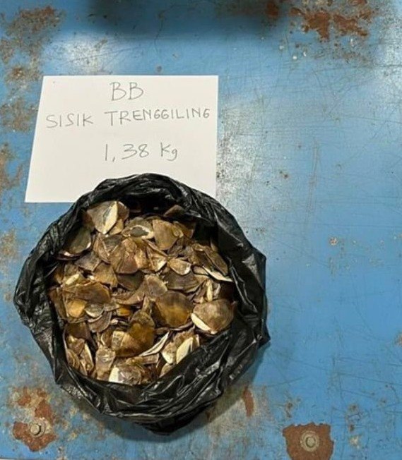 Pedagang Sisik Trenggiling Dari Jatim Ditangkap di Sintang. Terancam 15 Tahun Penjara dan Denda Rp30 Miliar