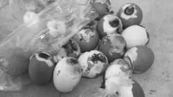 Kepsek Panggil SPPG Sajikan Telur Busuk MBG