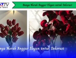 Bunga Merah Anggur Elegan untuk Dekorasi