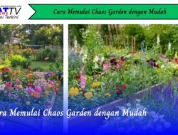 Cara Memulai Chaos Garden dengan Mudah