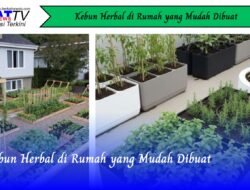Kebun Herbal di Rumah yang Mudah Dibuat