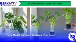 Cara Mudah Merawat Tanaman Hias Indoor
