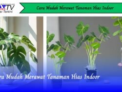 Cara Mudah Merawat Tanaman Hias Indoor