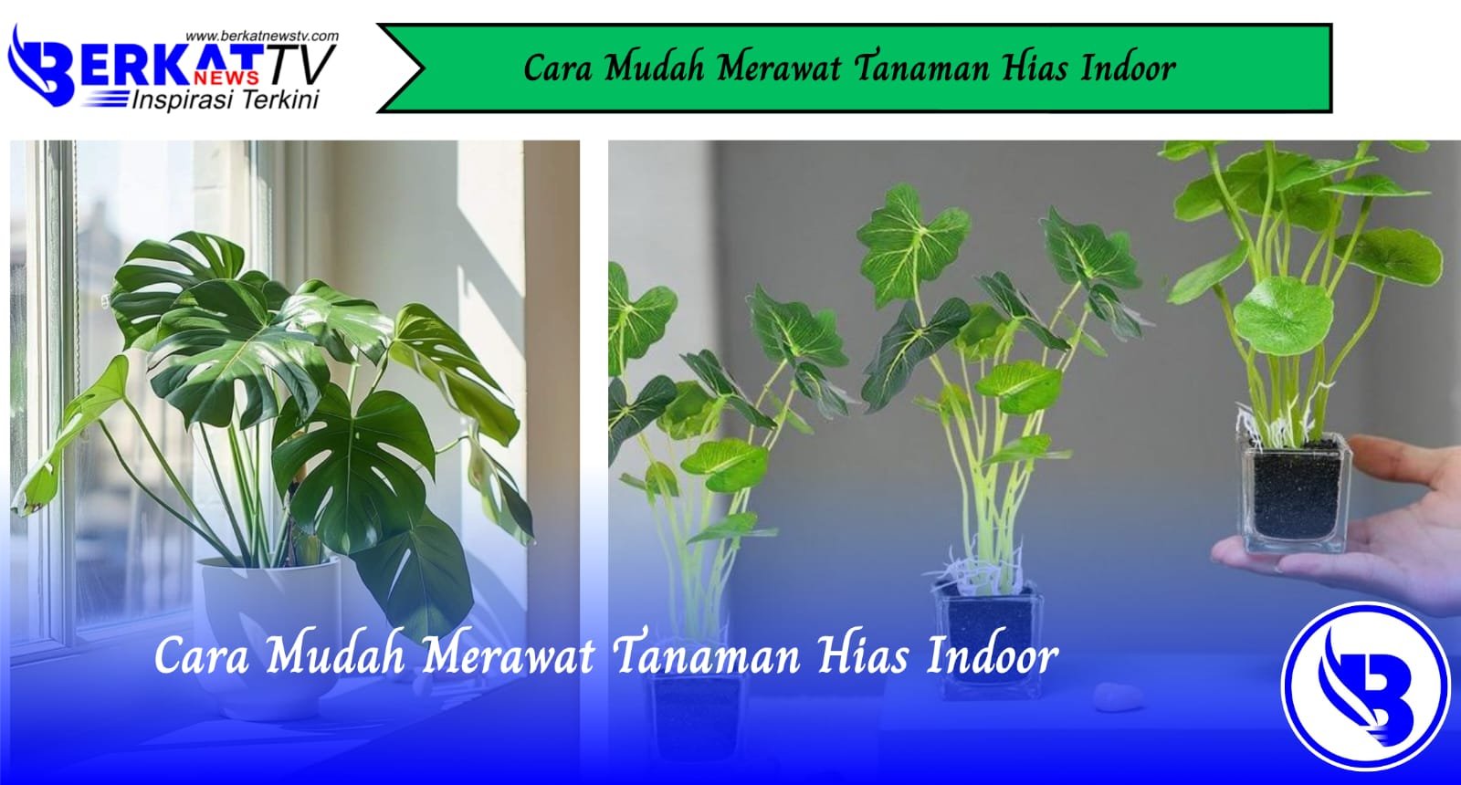 Cara Mudah Merawat Tanaman Hias Indoor