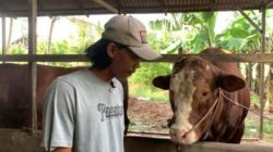 Presiden Beli Sapi "Mbah Sukarno" 1,2 Ton Asal Rasau Jaya Untuk Kurban