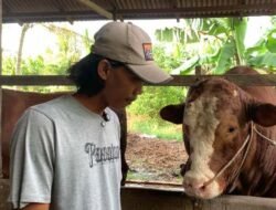 Presiden Beli Sapi “Mbah Sukarno” 1,2 Ton Asal Rasau Jaya Untuk Kurban
