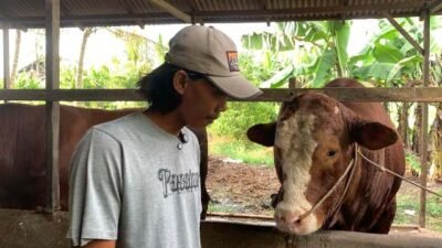 Presiden Beli Sapi "Mbah Sukarno" 1,2 Ton Asal Rasau Jaya Untuk Kurban