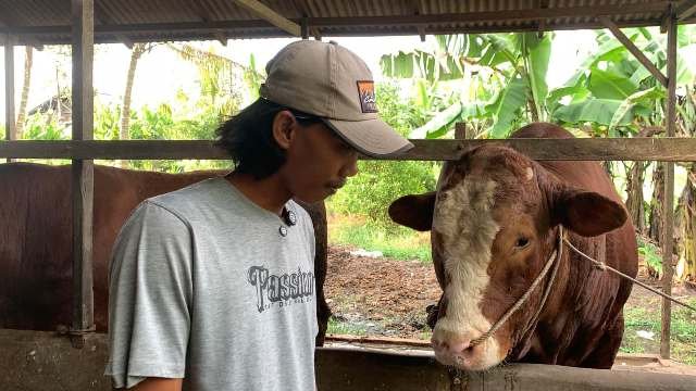 Presiden Beli Sapi "Mbah Sukarno" 1,2 Ton Asal Rasau Jaya Untuk Kurban