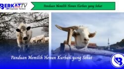 Panduan Memilih Hewan Kurban yang Sehat