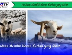 Panduan Memilih Hewan Kurban yang Sehat