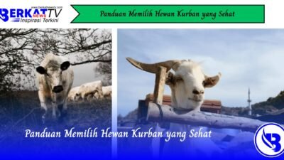 Panduan Memilih Hewan Kurban yang Sehat