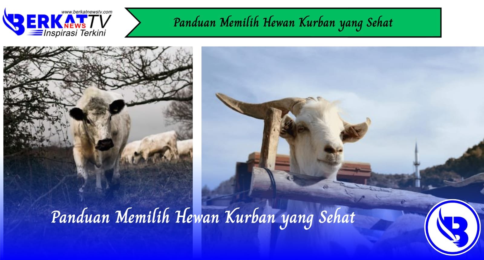 Panduan Memilih Hewan Kurban yang Sehat