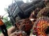 Turunnya Harga TBS Sawit di Kalbar Bersifat Sementara
