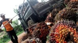 Turunnya Harga TBS Sawit di Kalbar Bersifat Sementara