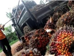 Turunnya Harga TBS Sawit di Kalbar Bersifat Sementara