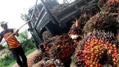 Turunnya Harga TBS Sawit di Kalbar Bersifat Sementara