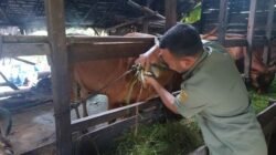Disbunnak Antermortem dan Vaksin 1.600 Ekor Hewan Kurban di Kubu Raya