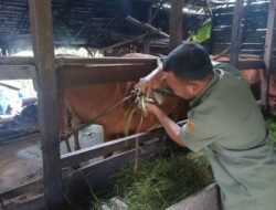 Disbunnak Antermortem dan Vaksin 1.600 Ekor Hewan Kurban di Kubu Raya