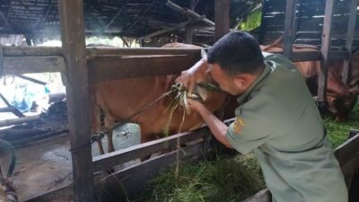 Disbunnak Antermortem dan Vaksin 1.600 Ekor Hewan Kurban di Kubu Raya