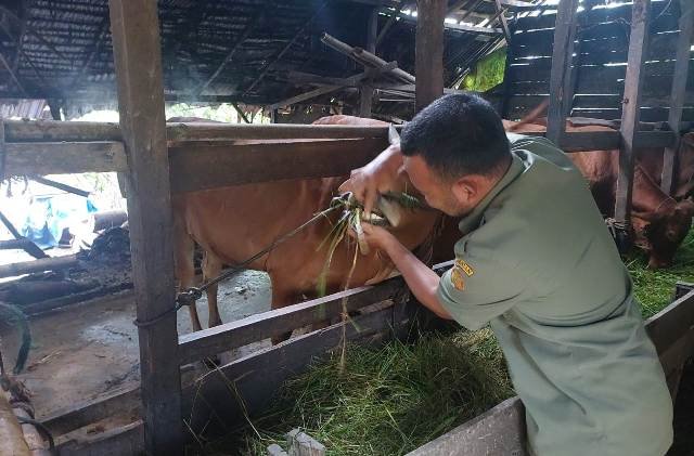 Disbunnak Antermortem dan Vaksin 1.600 Ekor Hewan Kurban di Kubu Raya