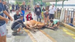 Jumlah Hewan Kurban di Sanggau Capai 845 Ekor