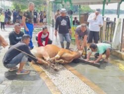 Jumlah Hewan Kurban di Sanggau Capai 845 Ekor