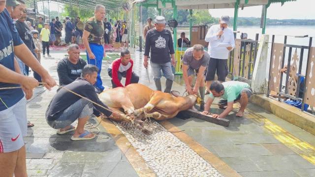 Jumlah Hewan Kurban di Sanggau Capai 845 Ekor